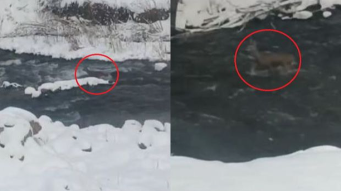 Həkəri çayında cüyür görüntüləri - VİDEO 