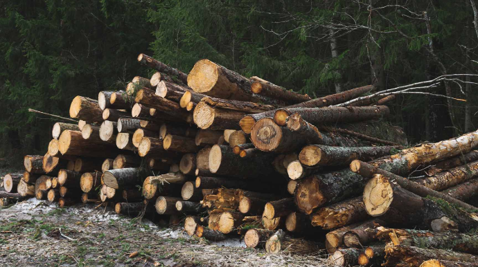 Tağıyev qəsəbəsində ağaclar kəsildi - Prokurorluq araşdıracaq 