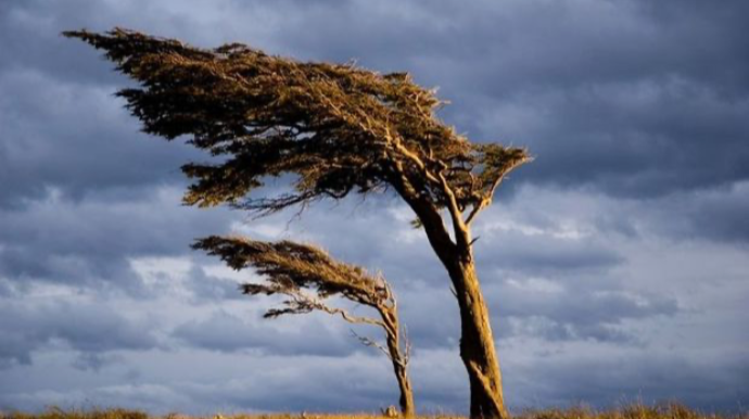 Bakıda güclü külək əsir - FAKTİKİ HAVA 