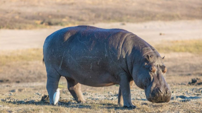 Begemot qayığı aşırdı, 24 nəfər öldü 