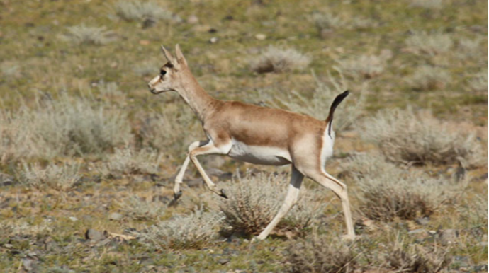 Ovladıqları ceyran Neftçala sakinlərinin başına bəla oldu - HÖKM OXUNDU  - FOTO