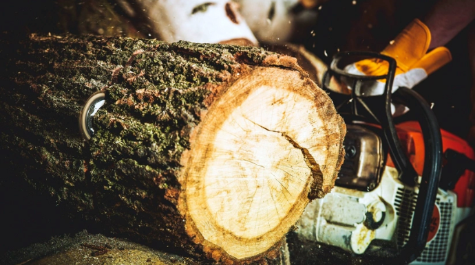 В результате незаконной вырубки деревьев природе нанесен ущерб на 36 тыс. манатов 