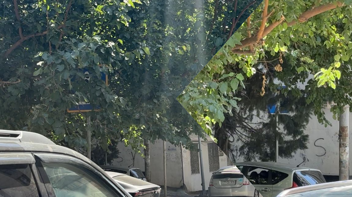 Yol nişanları budaqların, kol-kosun arasında itib; sürücülər cərimələnir - VİDEO