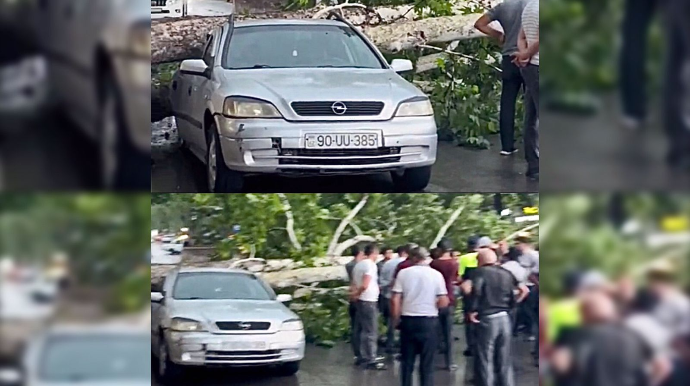 İsmayıllıda ağac qoparaq avtomobilin üzərinə aşdı   - VİDEO