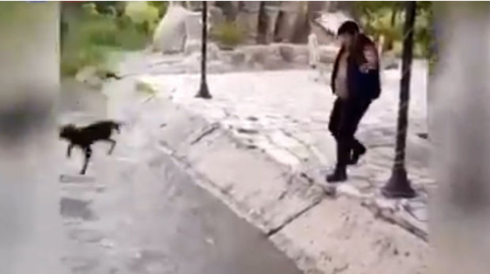 İtə rəhmsiz rəftar göstərən şəxslərin müəyyən edilməsi ilə bağlı araşdırmalara başlanılıb  - VİDEO - YENİLƏNİB