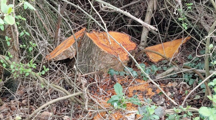 Ağac kəsənlər 133 min manat CƏRİMƏLƏNDİ 