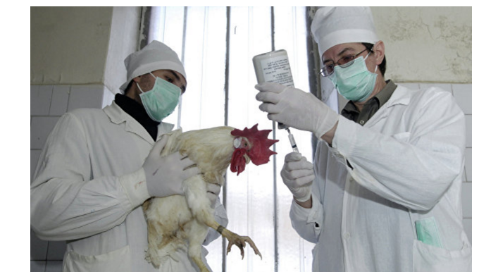 В Японии выявили птичий грипп уже в третьей префектуре