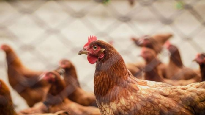 Bu toyuqları ALMAYIN! - Əhaliyə XƏBƏRDARLIQ   - VİDEO