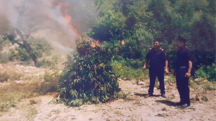Qubada 4,2 ton çətənə kolu aşkar edilib - FOTO