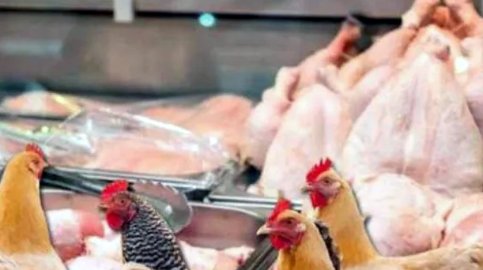 Kənd toyuğu, yoxsa broyler toyuğu yeyək? - Qida eksperti SİRLƏRİ AÇDI 