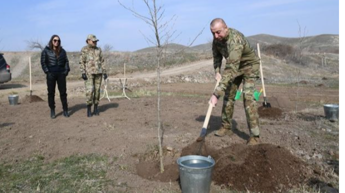 İlham Əliyev və Mehriban Əliyeva Zəngilanda çinar əkdilər - FOTO