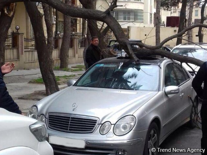 Bakıda külək 22 ağacı aşırdı: 2 maşın əzildi, 1 nəfər xəsarət aldı