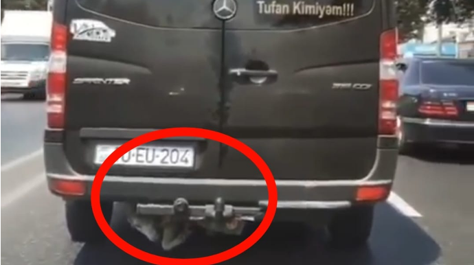 Bakıda sürücü qoyunu görün harda aparır - VİDEO
