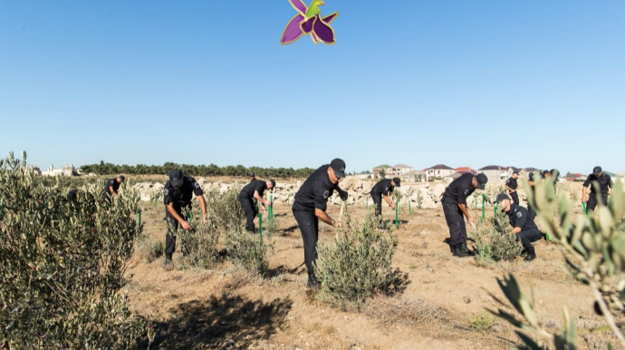 Polis əməkdaşları Anım Günü ilə əlaqədar ağac əkiblər  - FOTO