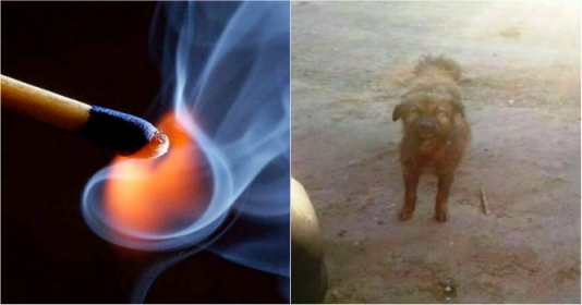 Bakıda küçə itini yandırmaq istədilər: ortalıq qarışdı - FOTO