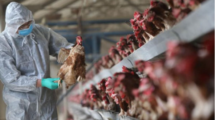 Quş qripi ilə bağlı əhaliyə XƏBƏRDARLIQ 