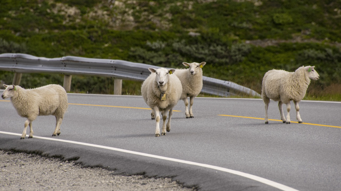 Yola çıxan qoyunlar fermerə baha başa gəldi: Cərimə ödəyib maşını təmir etdirəcək 