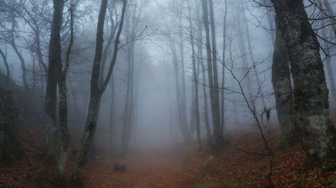 Gözətçinin iti insan başı gətirdi, 50 yaşlı kişinin meyiti tapıldı