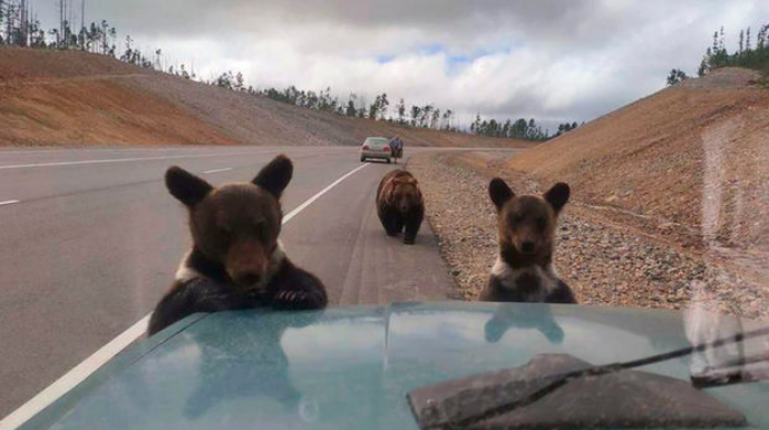 Meşə yanğınlarından qaçan ayılar insanlardan yardım istəyir - VİDEO