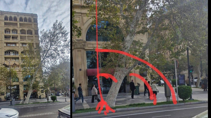 Bakının mərkəzində ağac yanı üstdə qalıb; qurumlar görməzdən gəlir - FOTO 