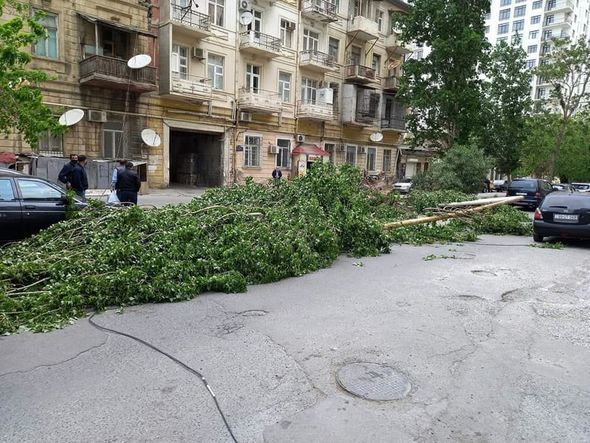 Bakıda əsən güclü külək 31 ağacı aşırıb  - FOTO