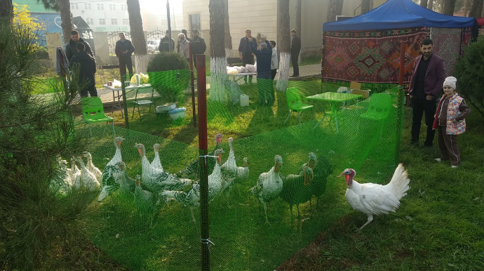 Biləsuvarda ənənəvi Hind Quşu festivalı keçirildi - FOTO