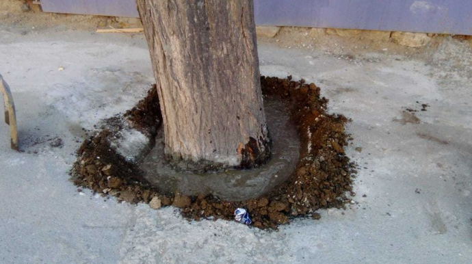 İdarə rəisi:  "Ağacların inkişafı üçün kənar müdaxilə etmək olmaz”