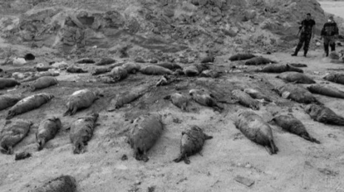 Xəzər sahillərində çoxsayda suiti və nərə balığı leşləri tapıldı