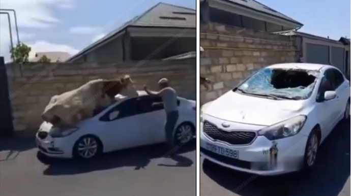 İnək təzə maşını pis günə saldı - VİDEO 