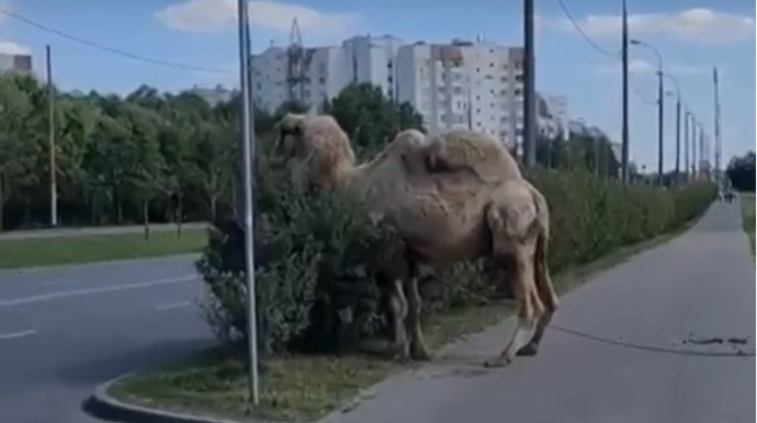 Gözlənilməz “nəqliyyat vasitəsi” yola çıxdı - FOTO