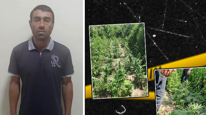 Həyətində çətənə kolu yetişdirən şəxs tutuldu - FOTO - VİDEO