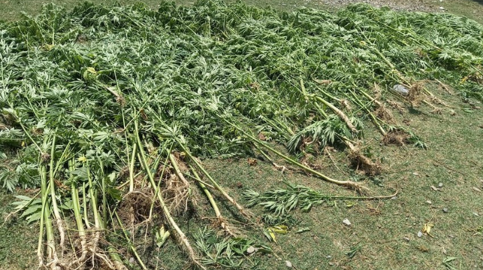 Zəngilanda narkotik tərkibli bitkilər aşkar edilib