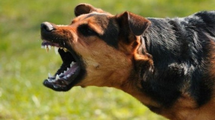 Tovuzda bir ay əvvəl itin dişlədiyi məktəbli Bakıda xəstəxanada ölüb 