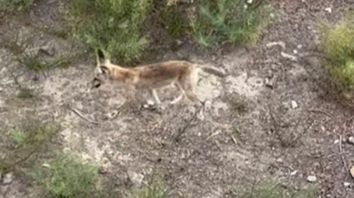 Bakıda və ətrafında TƏHLÜKƏ ARTIR -  Yırtıcı heyvanların sayı kəskin çoxalır   - VİDEO