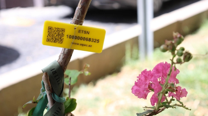 İçərişəhərdəki ağacların qeydiyyatı və nömrələnməsinə başlanıldı - FOTO