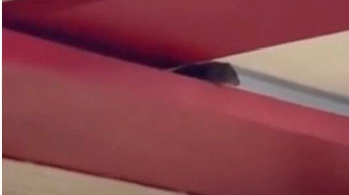 Bakıda şok hadisə: restoranda siçovul tapıldı - REAL VİDEO