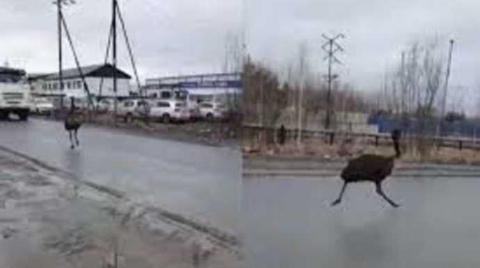 В Нижневартовске заметили бегающего по автотрассе страуса   - ВИДЕО