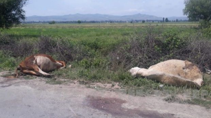 Tovuzda avtomobil iribuynuzlu heyvanları vurub öldürdü - FOTO