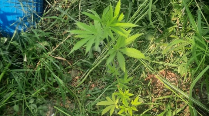 Tərtərdə həyətində narkotik xassəli bitkilər becərən şəxs saxlanılıb  - FOTO