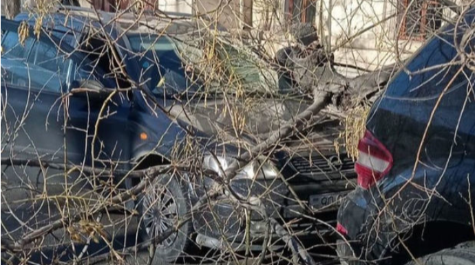 В Баку упало большое дерево, помяв припаркованный автомобиль