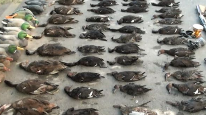 İmişlidə 5 nəfər brakonyer saxlanılıb - FOTO 