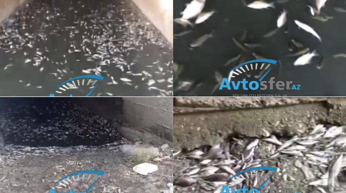 Bu rayonda şahmayı və karp balıqları kütləvi tələf olur - VİDEO 