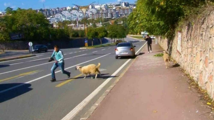Türkiyədə sürüdən ayrı düşən qoyunlar şəhər sakinlərinin üzərinə şığıdılar - VİDEO 