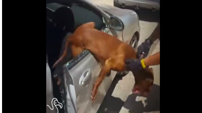 İtlər avtomobil salonuna 350 minlik ziyan vurdu   - VİDEO