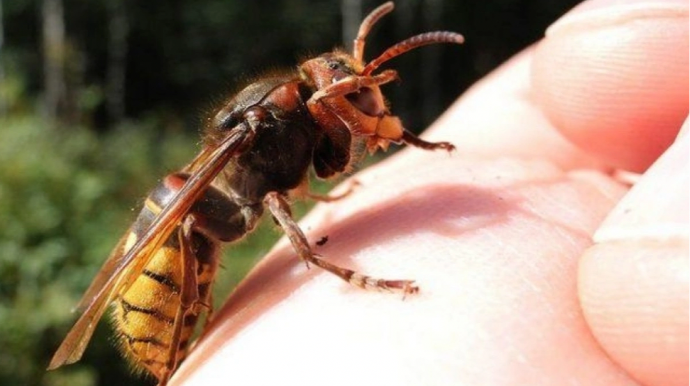 Şəhidin qardaşı arı sancması nəticəsində ölüb - TƏFƏRRÜAT   - VİDEO - YENİLƏNİB