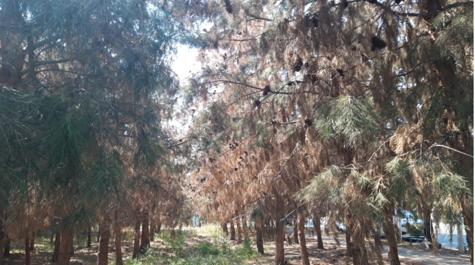 Ucarda 100-ə yaxın şam ağacı baxımsızlıqdan quruyub   - FOTO