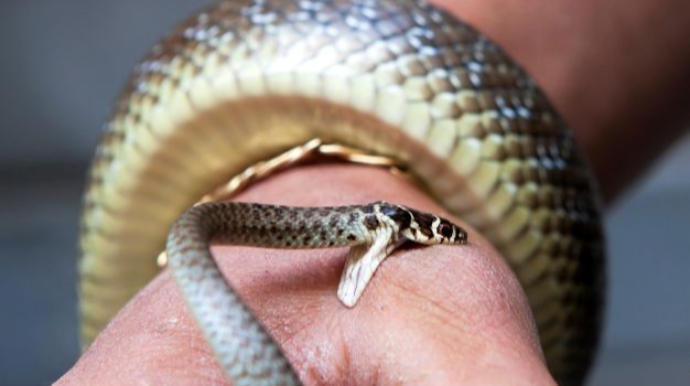 İlan sərxoş kişini dişlədi, özü öldü - Kuryoz hadisə 