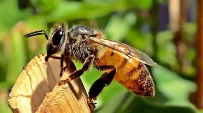 Dilindən arı sancan kişi öldü - FOTO