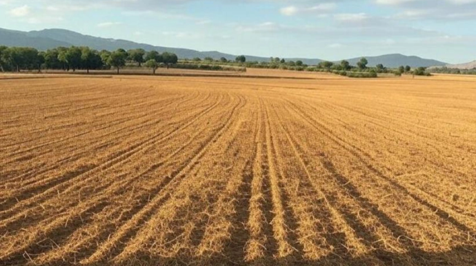 Azərbaycanın müxtəlif regionlarında 31 torpaq hərracı keçiriləcək