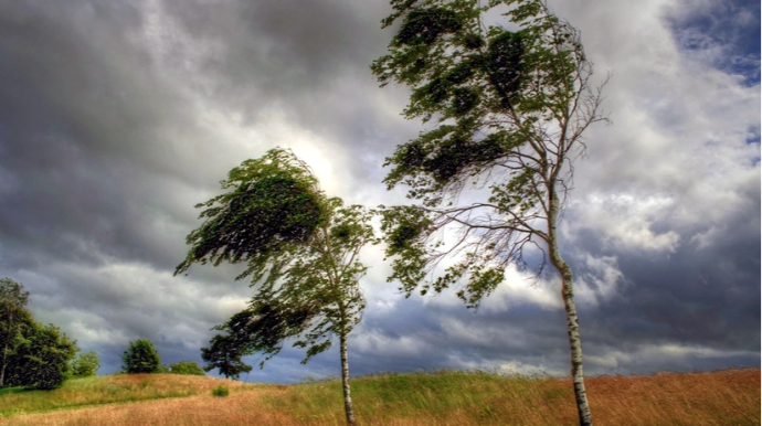 Объявлен желтый уровень погодной опасности в связи с ветреной погодой 